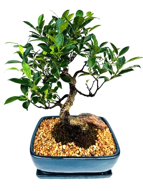 Bonsai Ficus Tiger Bark – 10" Styled