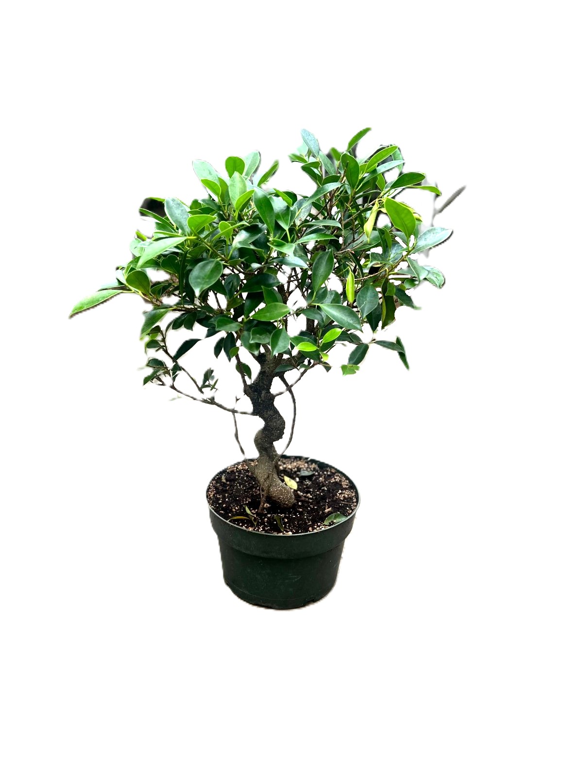 Bonsai Ficus Tiger Bark – 8" Styled Grower Pot