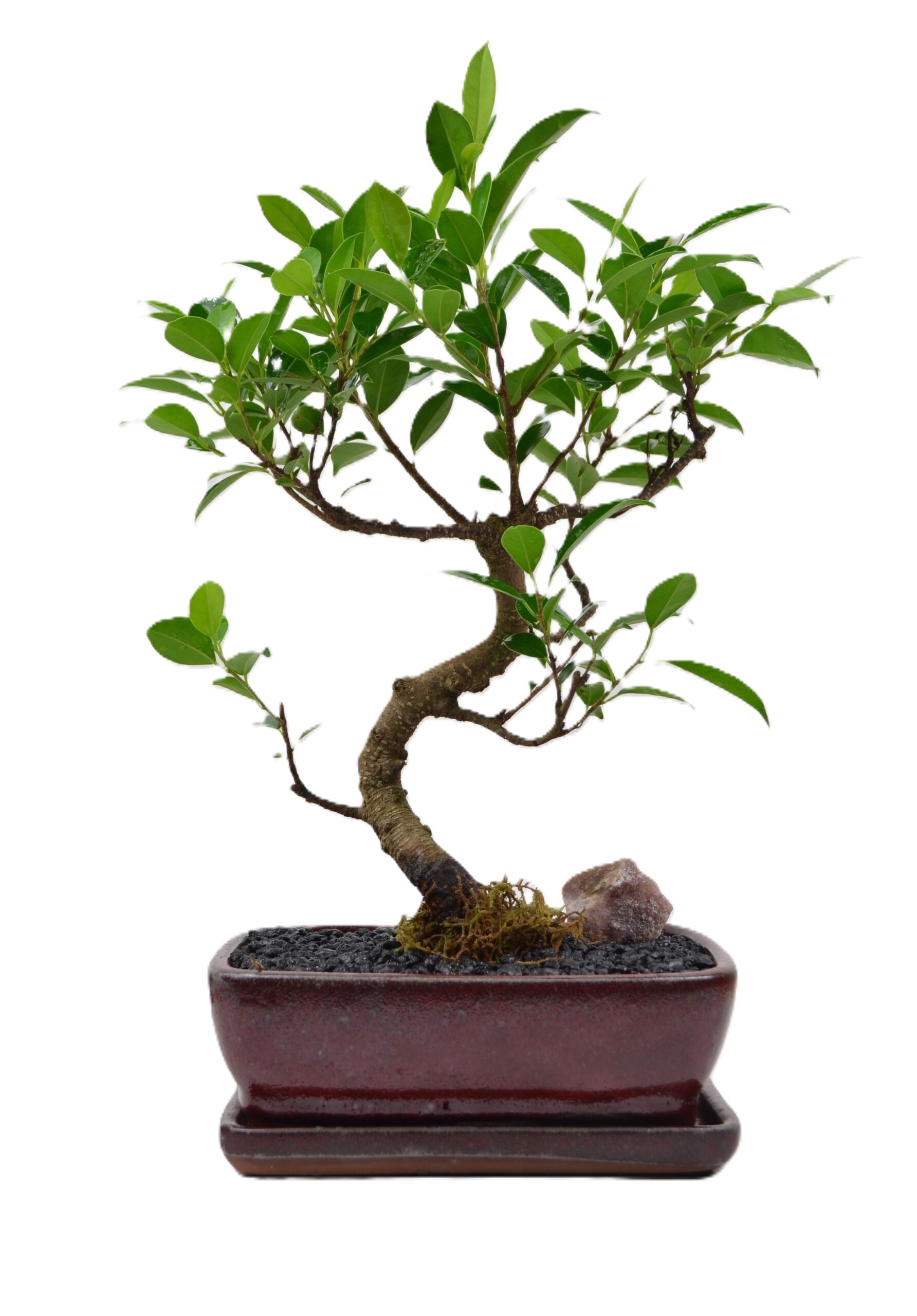 Bonsai Ficus Tiger Bark – 8 " Styled