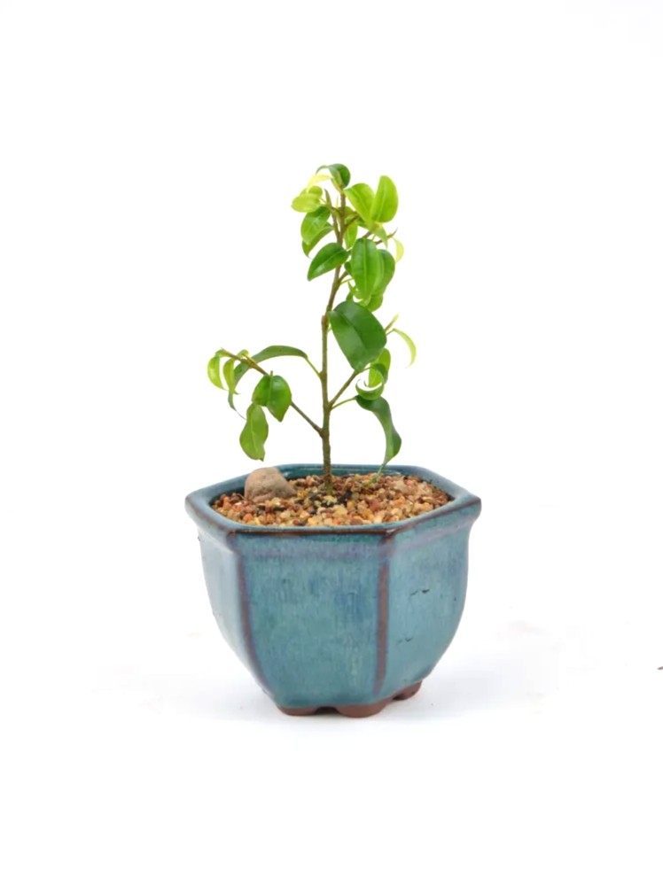 Bonsai Ficus Too Little – 3" Bonsai