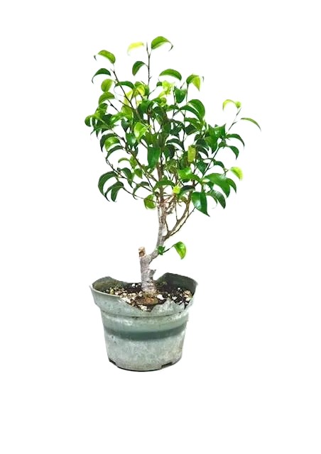Bonsai Ficus Too Little – 4" Grower Pot