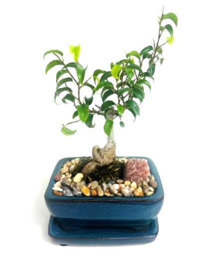 Bonsai Ficus Too Little – 5" Bonsai