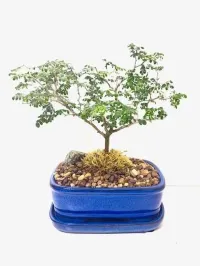 Bonsai Brazilian Rainforest Tree – 7" Bonsai