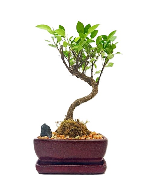Bonsai Ficus Tiger Bark – 6" Styled