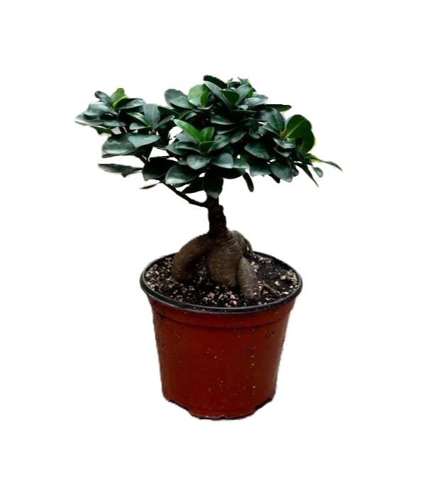 Bonsai Ginseng Ficus – 4" Grower Pot