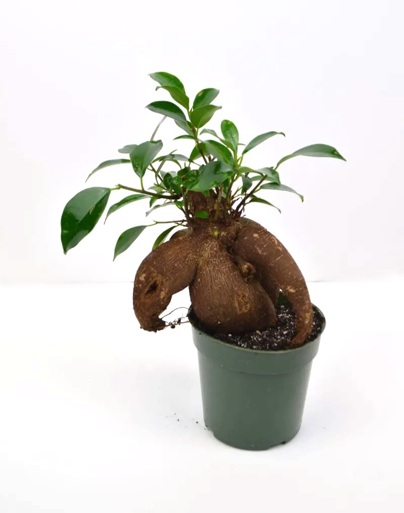 Bonsai Ginseng Ficus – 6" Grower Pot