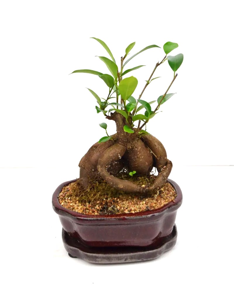 Bonsai Ginseng Ficus – Image 4