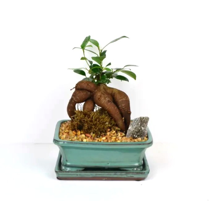 Bonsai Ginseng Ficus – 7" Bonsai