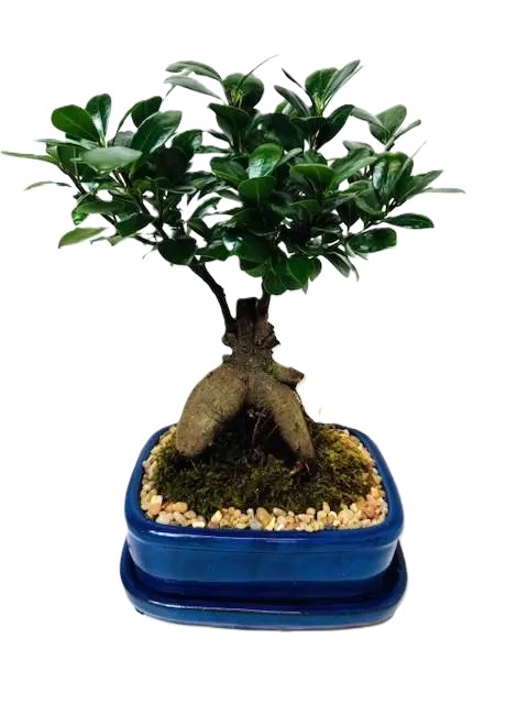 Bonsai Ginseng Ficus – Image 7