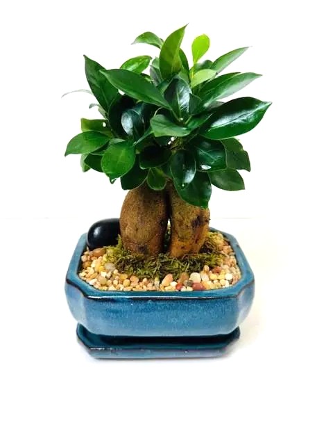 Bonsai Ginseng Ficus – 6" Bonsai