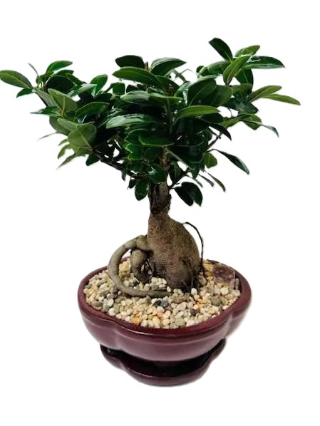 Bonsai Ginseng Ficus – 8" Bonsai