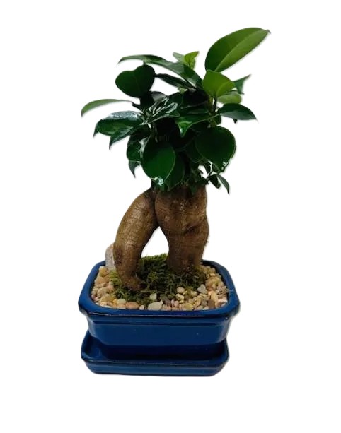 Bonsai Ginseng Ficus – 5" Bonsai