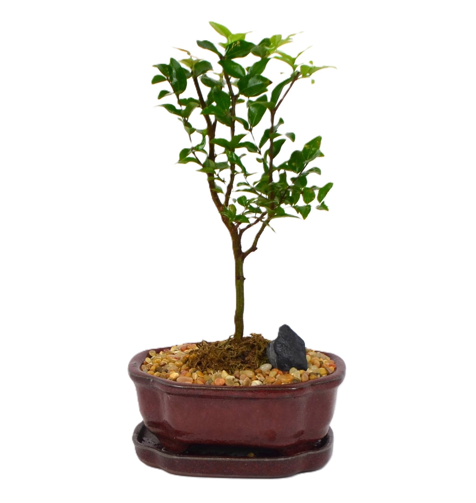 Bonsai Jaboticaba – 7" Bonsai