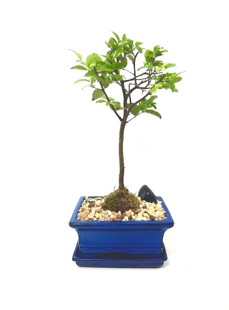 Bonsai Jaboticaba – 6" Bonsai