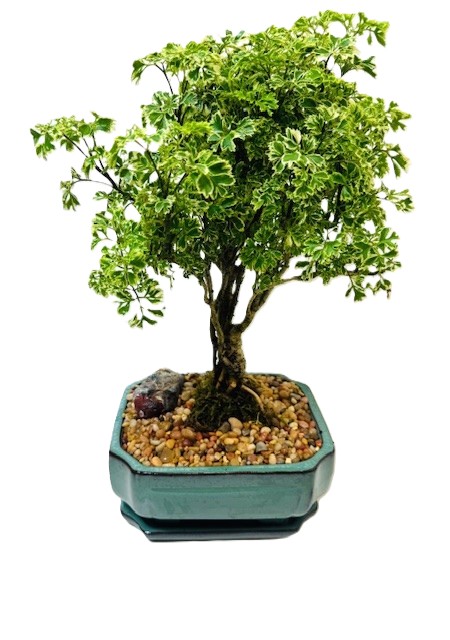 Bonsai Ming Aralia – 8" Bonsai
