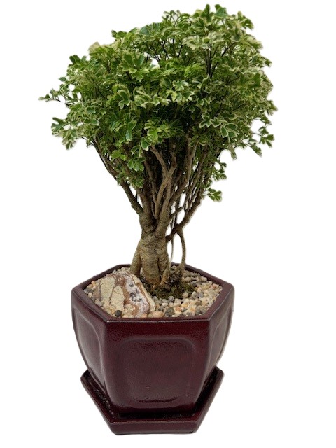 Bonsai Ming Aralia – 8" Cascade