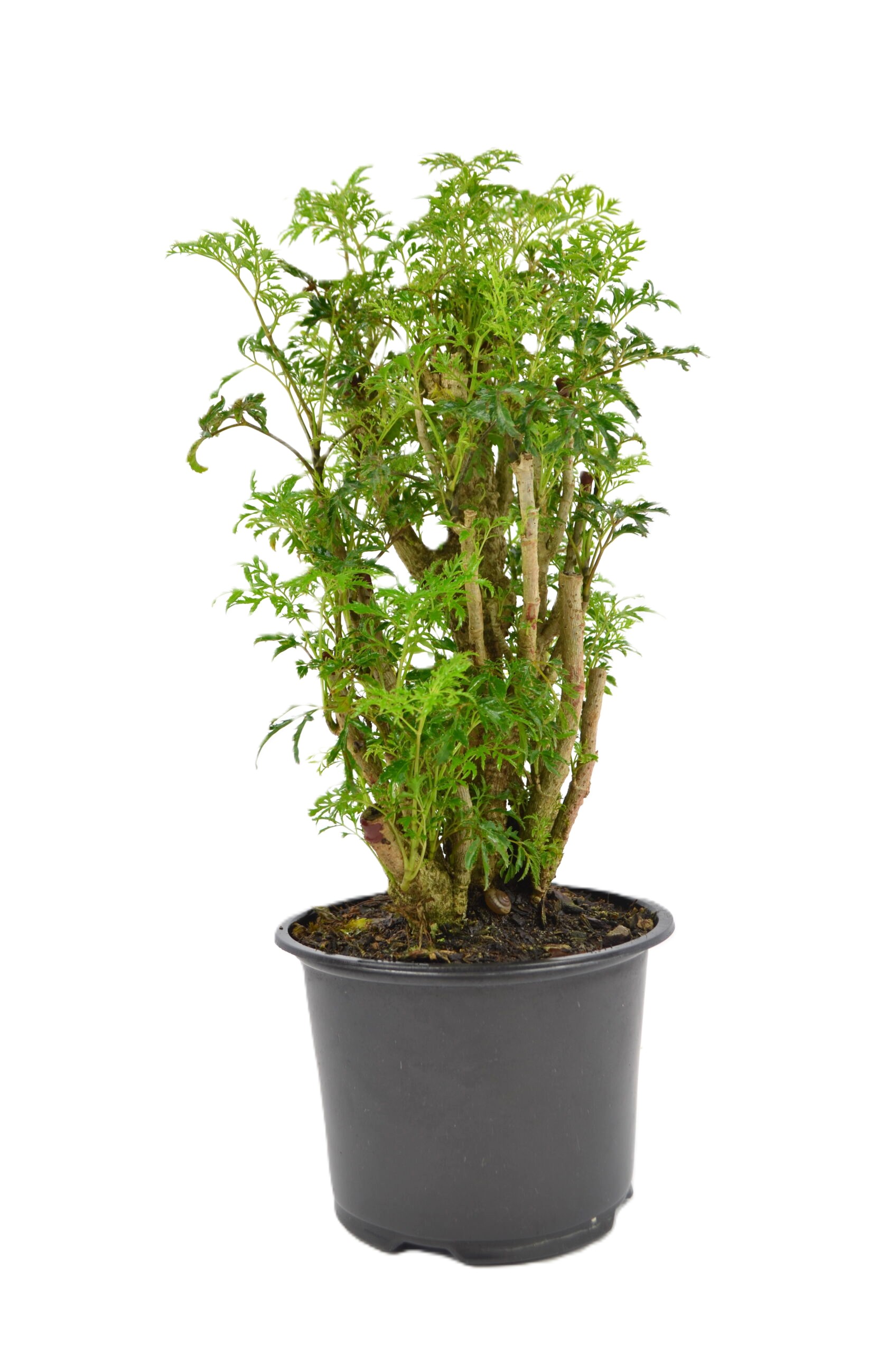 Bonsai Ming Aralia – 6" Grower Pot