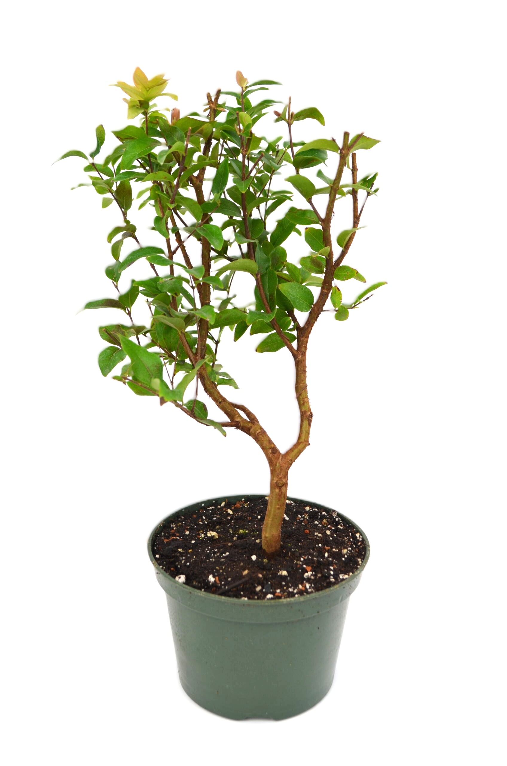 Bonsai Jaboticaba – 4" Grower Pot