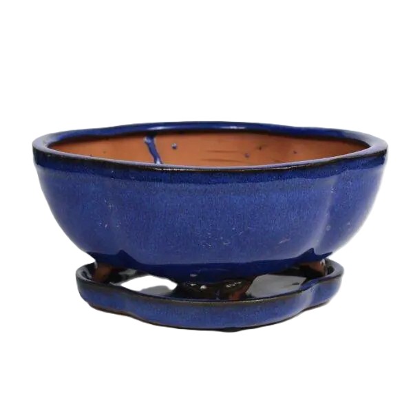 8" Glazed Bonsai pot Saucer Attached – Image 5