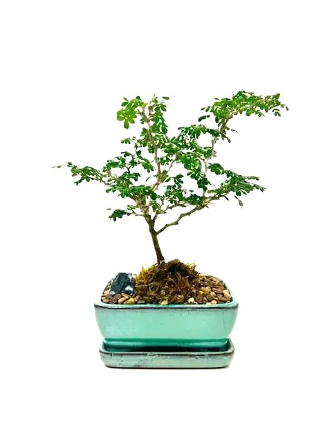 Bonsai Brazilian Rainforest Tree – 6" Bonsai