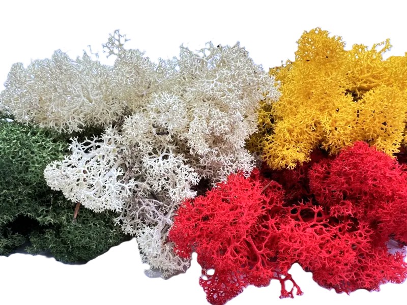 Reindeer Moss – Image 1