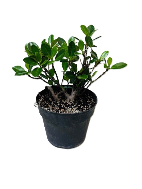 Bonsai Ficus Green Island – 6" Grower Pot
