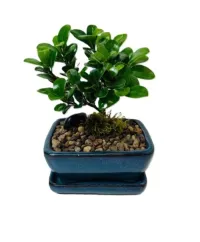 Bonsai Ficus Green Island – 5" Bonsai