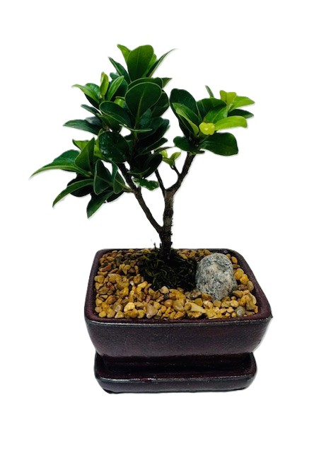 Bonsai Ficus Green Island – 4" Bonsai