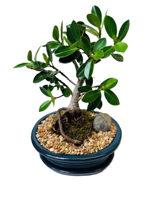 Bonsai Ficus Green Island – 7" Bonsai