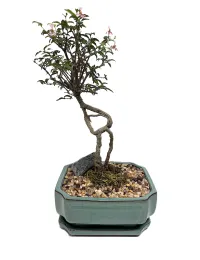 Bonsai Barbados Cherry – 7" Bonsai
