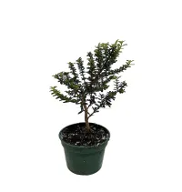 Bonsai Bahamas Berry – 4" Grower Pot