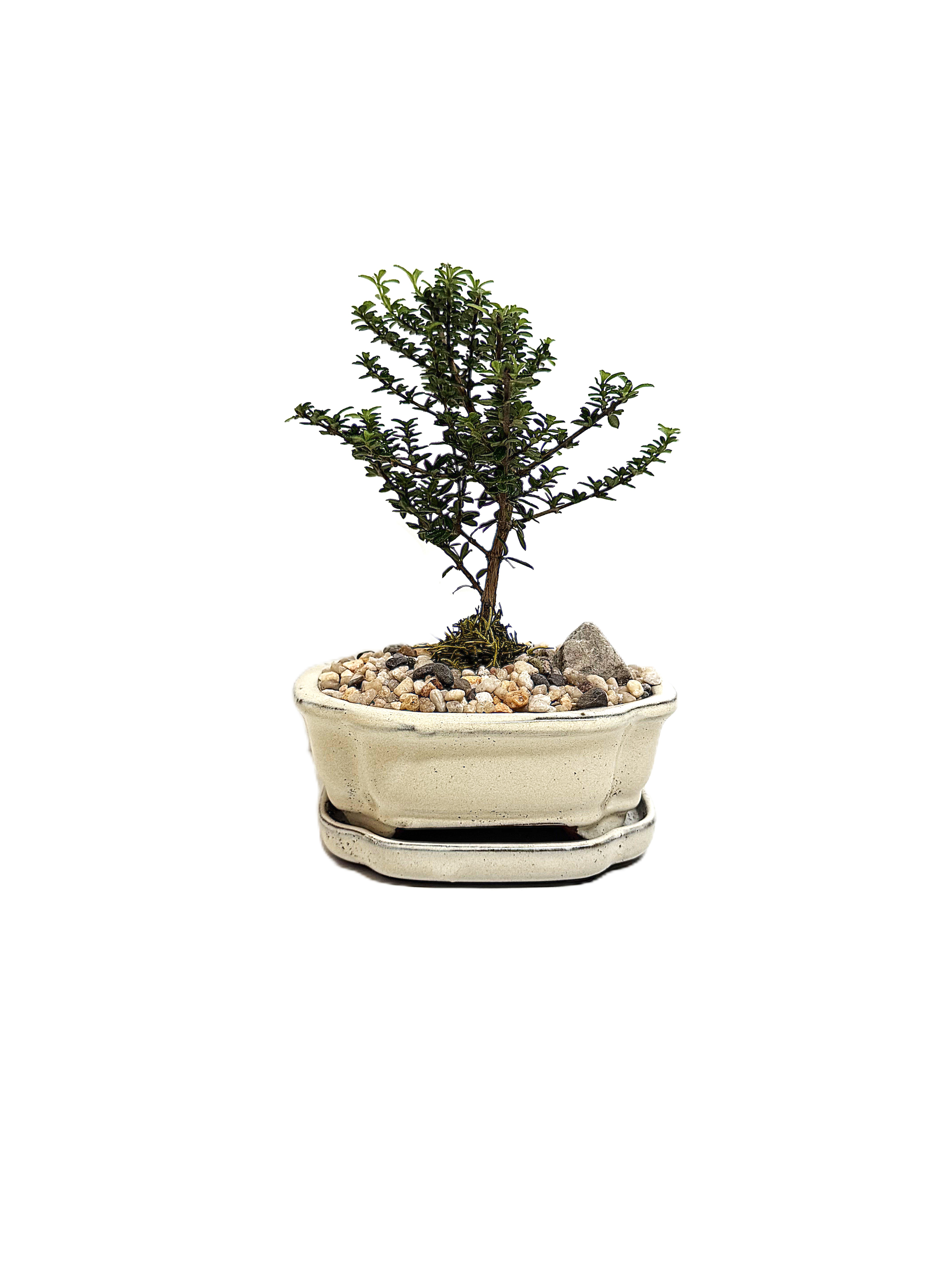 Bonsai Bahamas Berry – 6" Bonsai