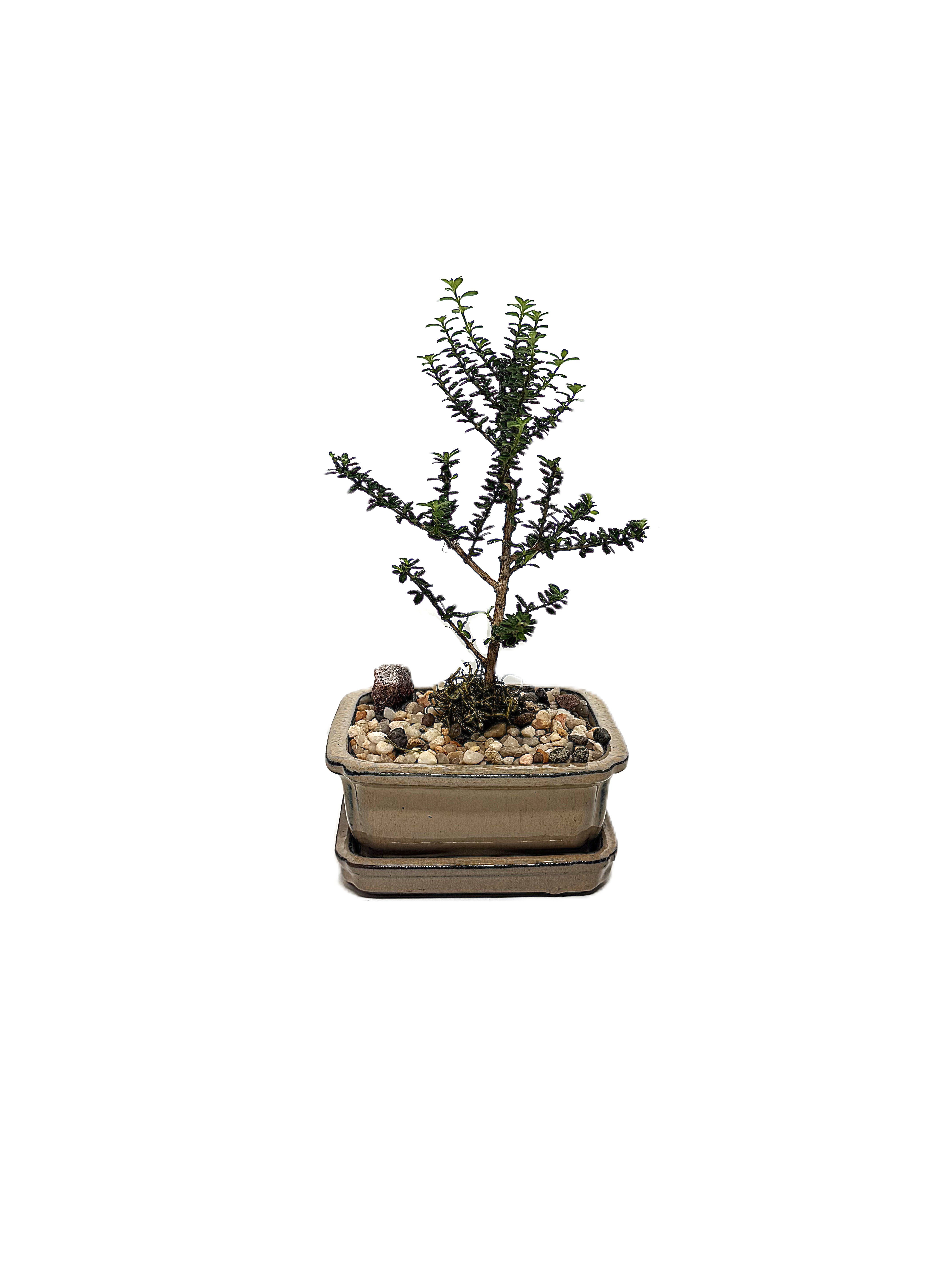 Bonsai Bahamas Berry – 5" Bonsai