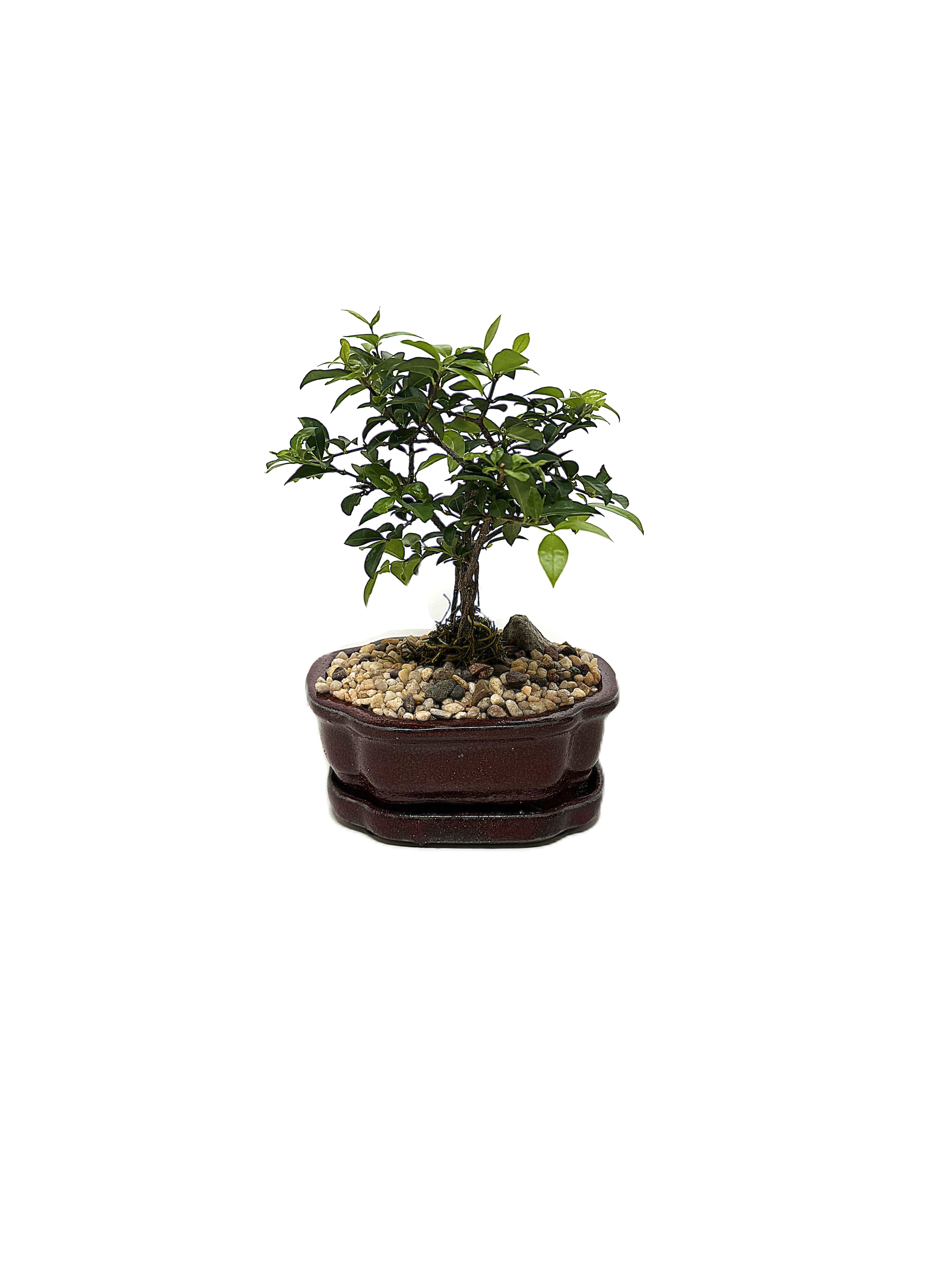 Bonsai Barbados Cherry – 6" Bonsai