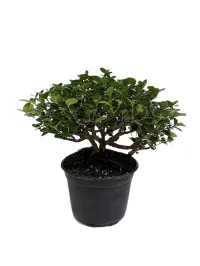 Bonsai Carissa Natal Plum – 6" Grower Pot