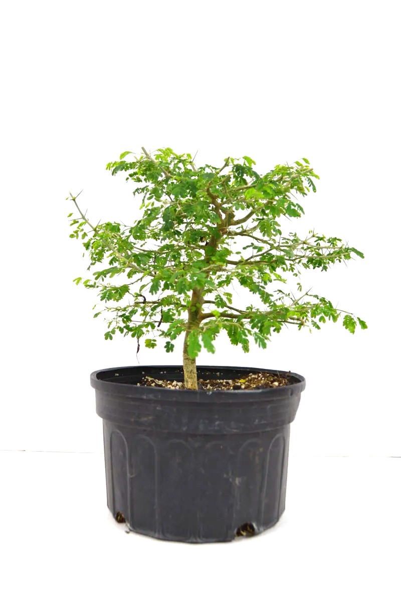 Bonsai Brazilian Rainforest Tree – Image 8