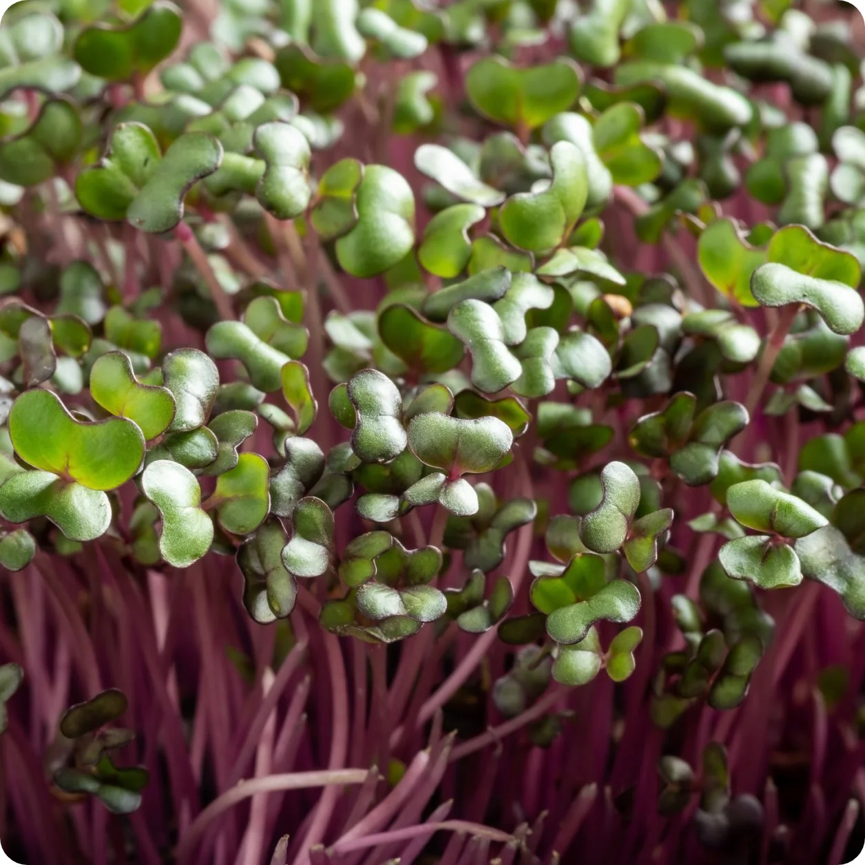 Red Cabbage – Image 1