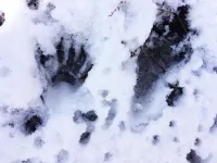 Tracking & Awareness Mindset - Survival Essentials #1 – Image 1