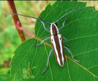 Apple Tree Borer Throw Blanket – Image 5