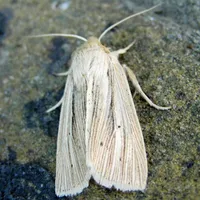 Fen Wainscot Moth Tan Gradient Baby Blanket – Image 6
