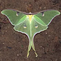 Luna Moth Lime Green Baby Blanket – Image 4