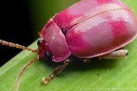 Leaf Beetle Ombre Pink Baby Blanket – Image 5