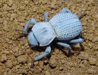 Blue Beetle Waffle Baby Blanket – Image 5