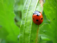 Ladybug + Ladybird Wool Baby Blanket – Image 5