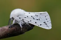 Ermine Moth White Baby Blanket – Image 4