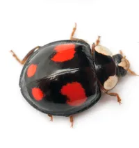 Ladybug + Ladybird Wool Baby Blanket – Image 6