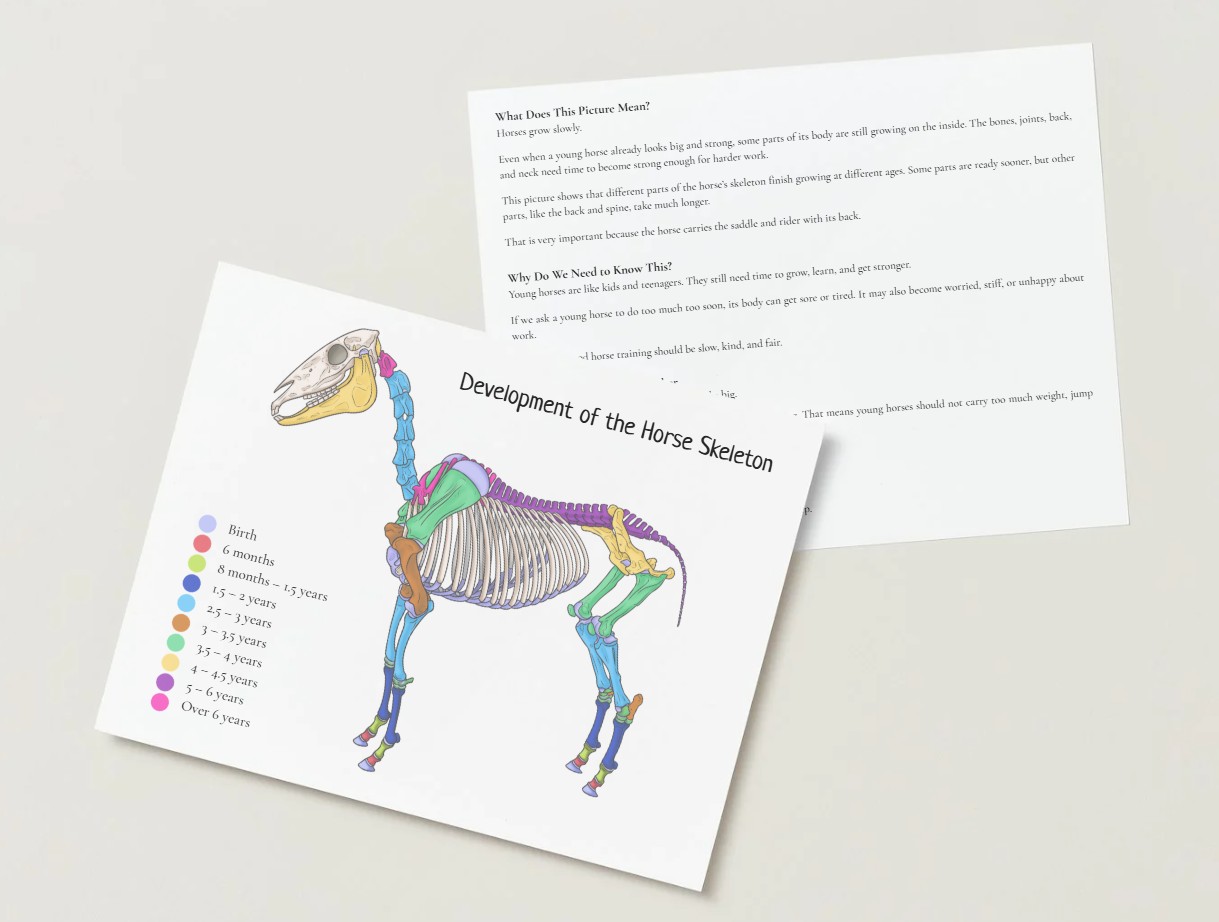 Horse Skeleton Growth & Development Educational Poster – Image 2