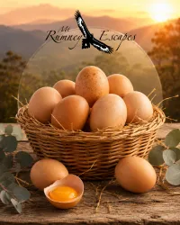 Mt Rumney Escapes Farm Fresh Eggs – 1 Dozen – Image 1