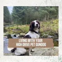 REPLAY: Living With Your High Drive Pet Gundog – Image 1