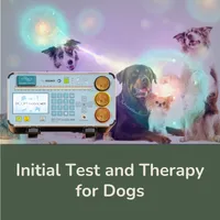 Initial Test and Therapy for Dogs – Image 1